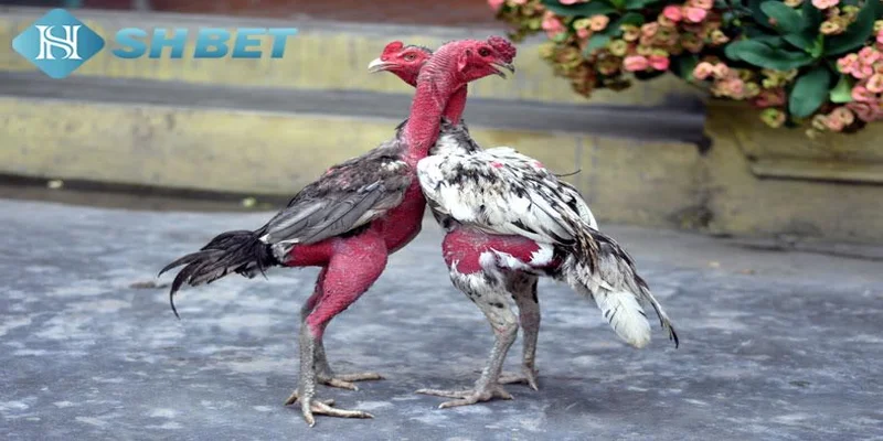Kinh nghiệm chơi đá gà đòn trực tiếp hiệu quả