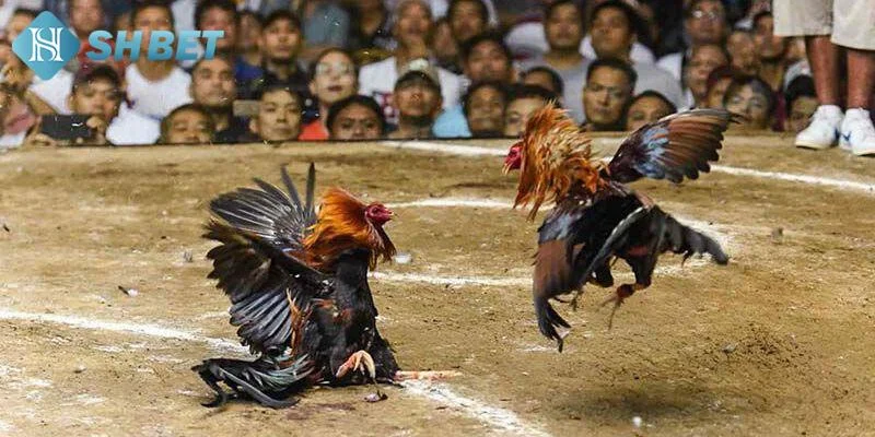 Tổng quan về đá gà đòn trực tiếp