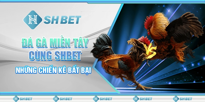 Đá Gà Miền Tây Cùng SHBET - Những Chiến Kê Bất Bại