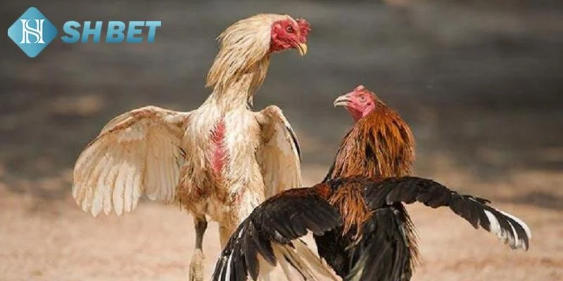 Bí kíp chơi đá gà online cựa dao hiệu quả