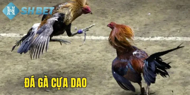 Tìm hiểu về đá gà online