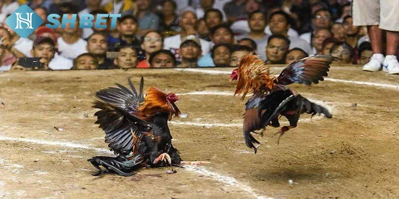 Đá gà trực tuyến và cách tham gia dễ dàng