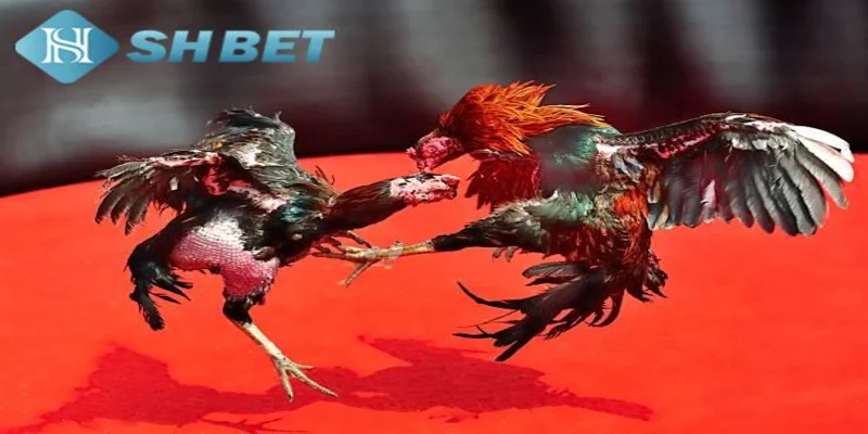 Hướng dẫn cơ bản cho người chơi mới