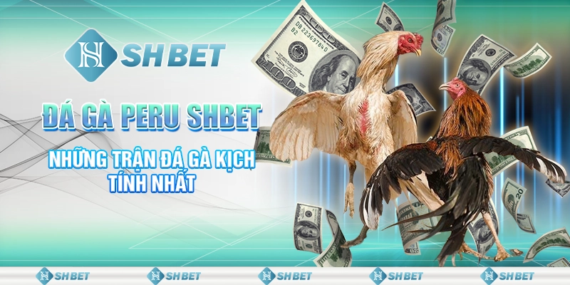 Đá Gà Peru SHBET - Những Trận Đá Gà Kịch Tính Nhất