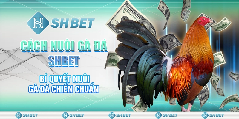 Cách Nuôi Gà Đá SHBET - Bí Quyết Nuôi Gà Đá Chiến Chuẩn