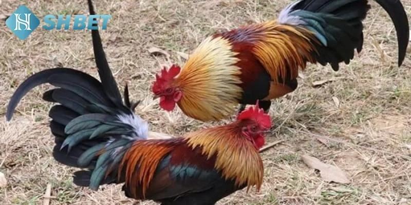Kinh nghiệm đặt cược khi áp dụng cách chơi đá gà