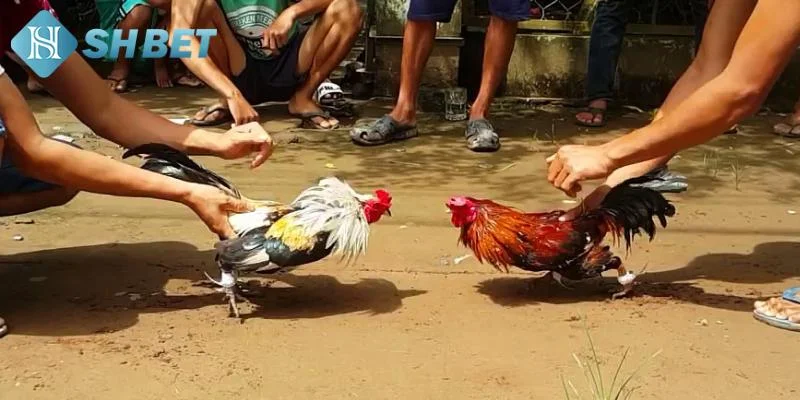 Giới thiệu về cách chơi đá gà hiện nay