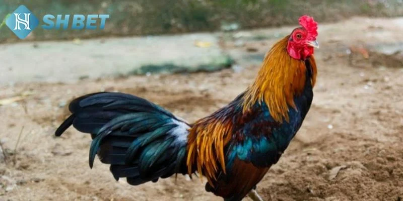 Các phương pháp huấn luyện gà chiến hiệu quả