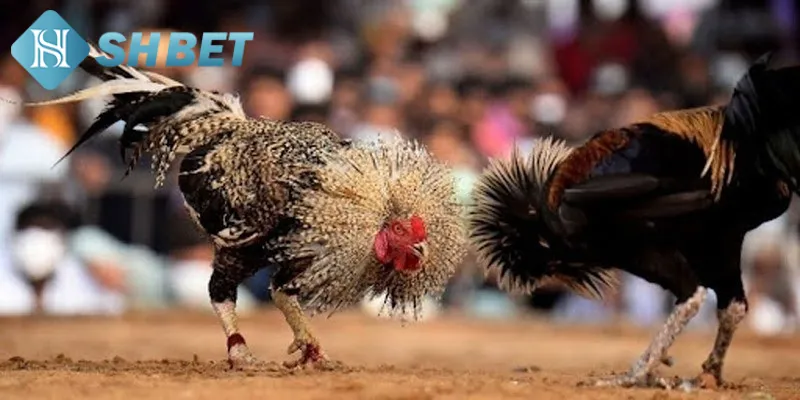 Cách tham gia cá cược đá gà Peru tại SHBET